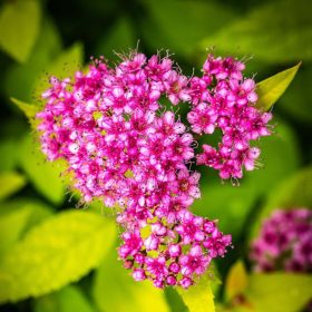   Spiraea japonica 'GOLDEN PRINCESS' - Aranylevelű japán gyöngyvessző