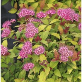   Spiraea japonica 'GOLDFLAME' - Aranypiros japán gyöngyvessző