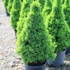Picea Gl Conica - Cukorsüvegfenyő