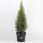 Picea Gl Perfecta - Cukorsüvegfenyő