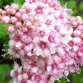   Spiraea japonica 'LITTLE PRINCESS' - Rózsaszín japán gyöngyvessző