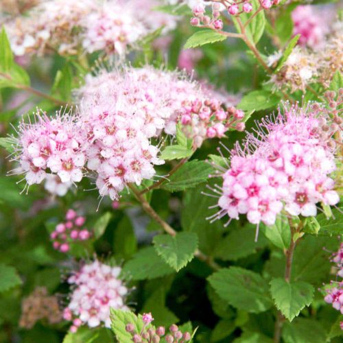 Spiraea japonica 'LITTLE PRINCESS' - Rózsaszín japán gyöngyvessző