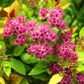  Spiraea japonica 'MAGIC CARPET' ® - Sárga lombú gyöngyvessző