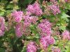 Spiraea japonica 'MANON' - Japán gyöngyvessző