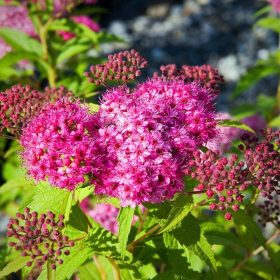   Spiraea japonica 'RUBBERIMA' - Japán gyöngyvessző