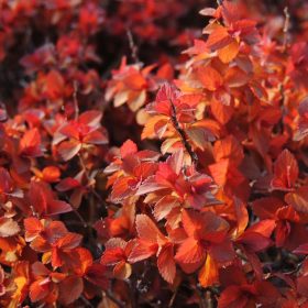   Spiraea japonica 'ZEN'SPIRIT ® CARAMEL' -  Japán gyöngyvessző