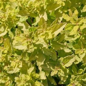   Spiraea japonica 'ZEN'SPIRIT ® GOLD' - Japán gyöngyvessző