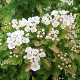   Spiraea nipponica 'GERLVE'S RAINBOW' - Nipponi gyöngyvessző
