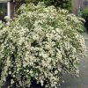 Spiraea nipponica 'HALWARD'S SILVER' - Nipponi gyöngyvessző