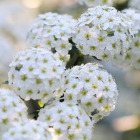   Spiraea nipponica 'JUNE BRIDE' - Nipponi gyöngyvessző
