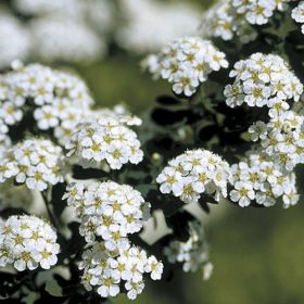   Spiraea nipponica 'SNOWMOUND' -  Nipponi gyöngyvessző