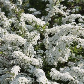   Spiraea x cinerea 'GREFSHEIM' -  Hamvas gyöngyvessző