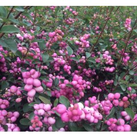   Symphoricarpos x doorenbosii 'MAGIC BERRY' -  Hóbogyó
