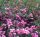 Symphoricarpos x doorenbosii 'MAGIC BERRY' -  Hóbogyó