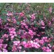 Symphoricarpos x doorenbosii 'MAGIC BERRY' -  Hóbogyó
