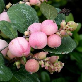   Symphoricarpos x doorenbosii 'MOTHER OF PEARL' - Kerti hóbogyó