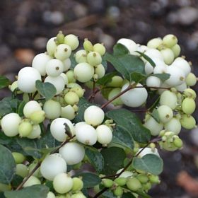   Symphoricarpos x doorenbosii 'WHITE HEDGE' - Fehér (sövény) hóbogyó