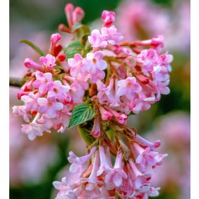 Viburnum x bodnantense 'DAWN' -  Kikeleti bangita
