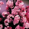 Viburnum x bodnantense 'DAWN' -  Kikeleti bangita