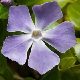   Vinca major 'MACULATA' - Nagy meténg, nagy télizöld
