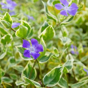   Vinca major 'VARIEGATA' -  Nagy meténg, nagy télizöld (kék)