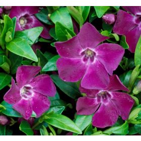   Vinca minor 'ATROPURPUREA' - Kis télizöld (bíbor)
