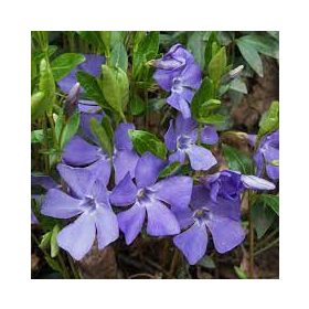   Vinca minor 'MARIE' - Kis meténg, kis télizöld (középkék)