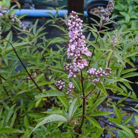   Vitex agnus-castus 'PINK PINNACLE' - Illatos barátcserje
