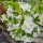 Weigela 'CANDIDA' -  Hófehér virágú rózsalonc