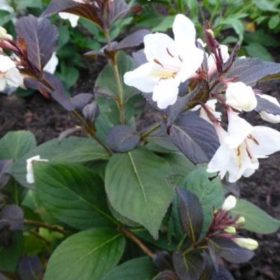   Weigela 'EBONY & IVORY' ® - Fehér virágú rózsalonc