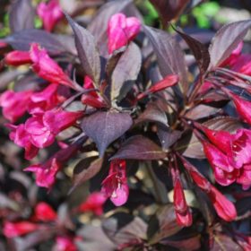   Weigela florida 'ALEXANDRA' ® -  Bordó levelű rózsalonc