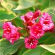 Weigela florida 'BRIGELA' ® - Sárga-tarka levelű rózsalonc