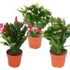 Schlumbergera Geel - Karácsonyi kaktusz