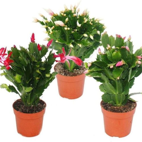 Schlumbergera Geel - Karácsonyi kaktusz