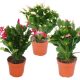 Schlumbergera Geel - Karácsonyi kaktusz