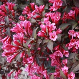   Weigela florida 'MINOR BLACK' ® -  Bordó levelű rózsalonc