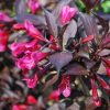 Weigela florida 'MINOR BLACK' ® -  Bordó levelű rózsalonc