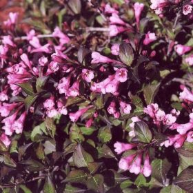   Weigela florida 'NANA PURPUREA' - Törpe vöröslevelű rózsalonc
