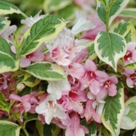   Weigela florida 'NANA VARIEGATA' - Alacsony, tarka levelű rózsalonc