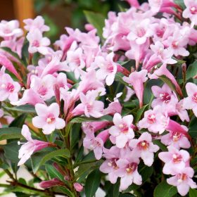   Weigela florida 'PINK POPPET' ® - Rózsaszín virágú rózsalonc