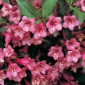   Weigela florida 'PINK PRINCESS' - Rózsaszín virágú rózsalonc