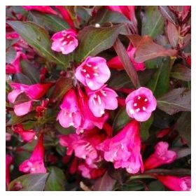   Weigela florida 'TANGO' - Bordó levelű, alacsony rózsalonc