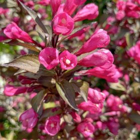   Weigela florida 'VICTORIA' - Rózsaszín virágú rózsalonc