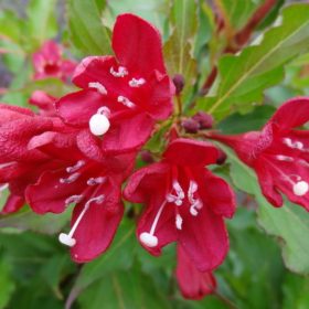   Weigela 'LUCIFER' - Rózsaszín virágú rózsalonc