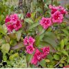 Weigela 'LUCIFER' - Rózsaszín virágú rózsalonc