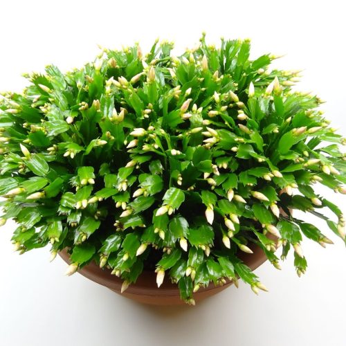 Schlumbergera Geel - Karácsonyi kaktusz