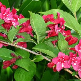   Weigela 'NEWPORT RED' ® - Piros virágú rózsalonc