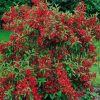Weigela 'RED PRINCE'  - Piros virágú rózsalonc