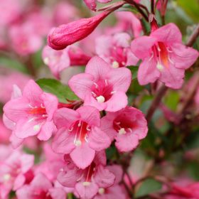   Weigela 'RUMBA' - Sötét rózsaszín virágú rózsalonc