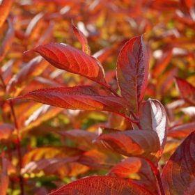   Weigela 'WINGS OF FIRE' ® -  Rózsaszín virágú rózsalonc